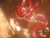O. P. Laticinctus