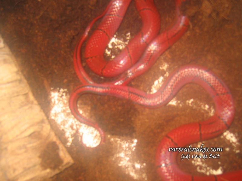 O. P. Laticinctus