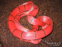 O. P. Laticinctus