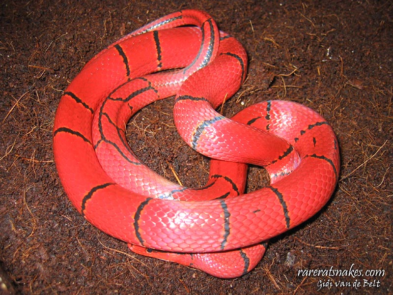 O. P. Laticinctus