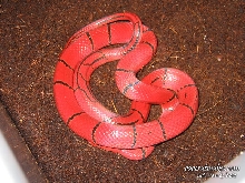 O. P. Laticinctus