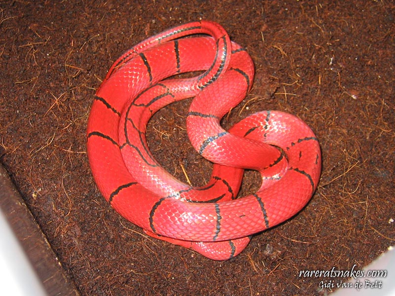 O. P. Laticinctus
