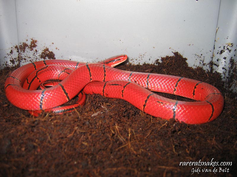 O. P. Laticinctus