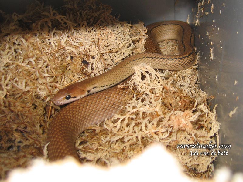 C. Subradiatus