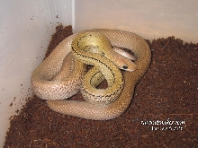 C. Subradiatus