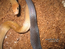 C. Subradiatus