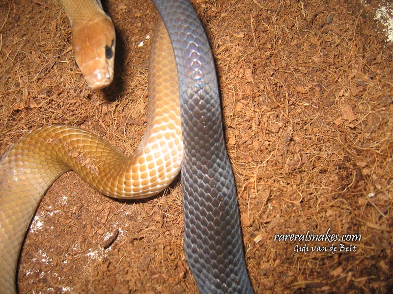 C. Subradiatus