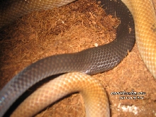 C. Subradiatus