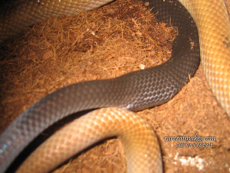 C. Subradiatus