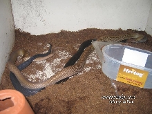 C. Subradiatus