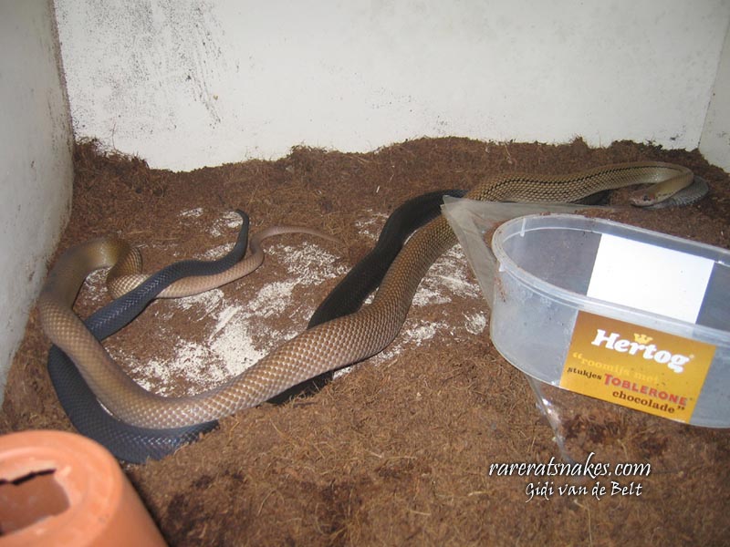 C. Subradiatus