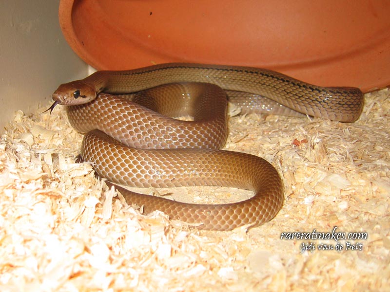 C. Subradiatus