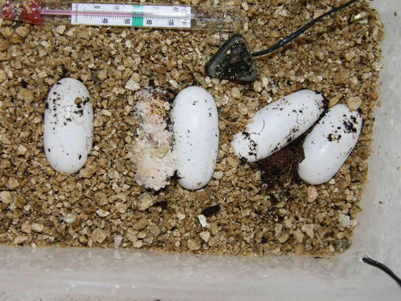 egg