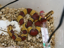 oreocryptophis porphyraceus laticinctus