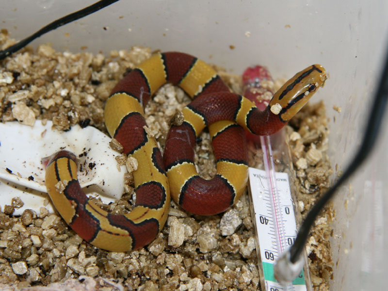 oreocryptophis porphyraceus laticinctus
