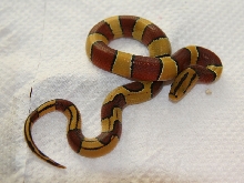 oreocryptophis porphyraceus laticinctus