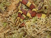 oreocryptophis porphyraceus laticinctus