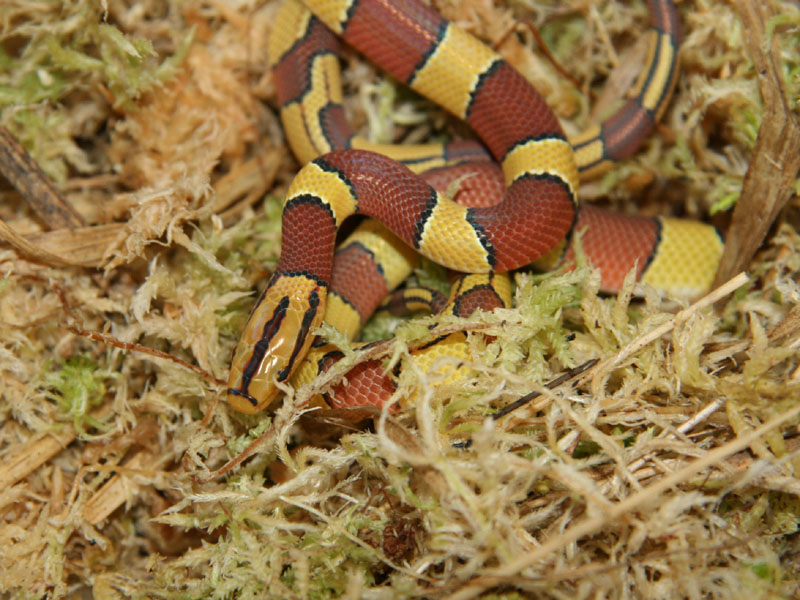 oreocryptophis porphyraceus laticinctus