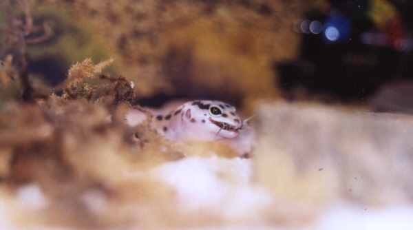 kooter