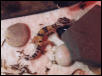 kooter3