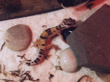kooter3