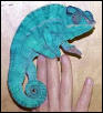 Test / Panther