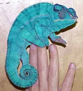 Test / Panther