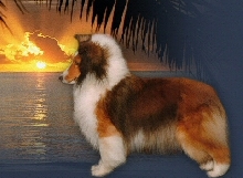 Ch.Acadia's Rare Treat