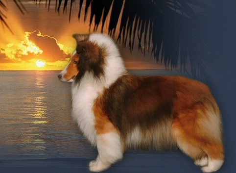 Ch.Acadia's Rare Treat