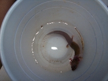 what is it?