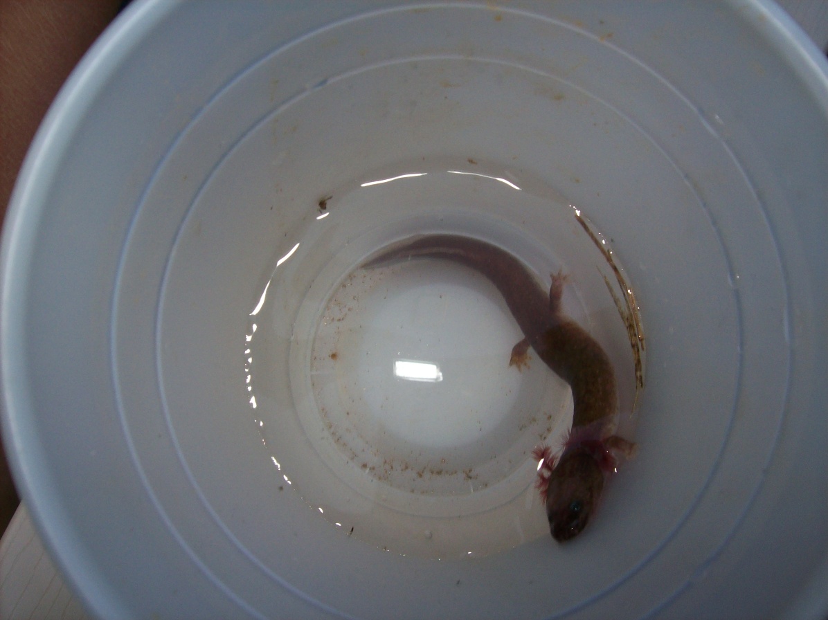 what is it?