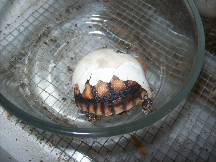 cherry head in the egg