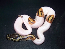 Male Pied