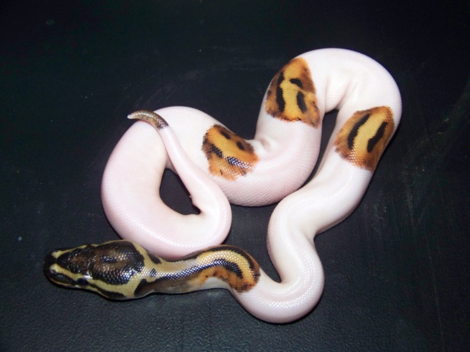 Male Pied