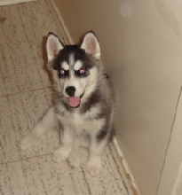 Myah