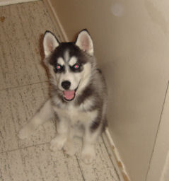 Myah