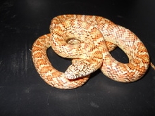 2010 Female Brooks
