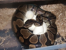 BALL WITH EGGS