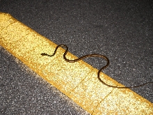 ribbon snake
