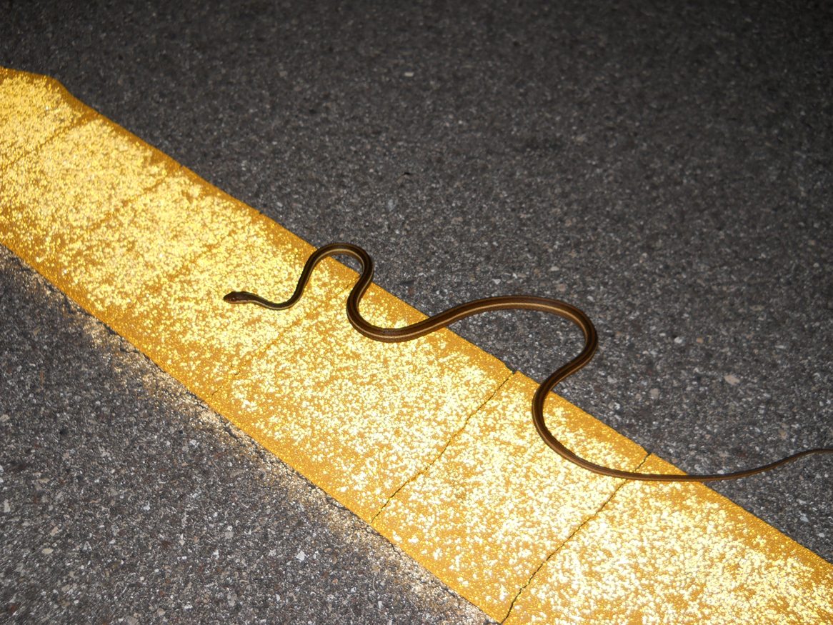 ribbon snake