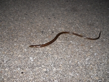 glass lizard