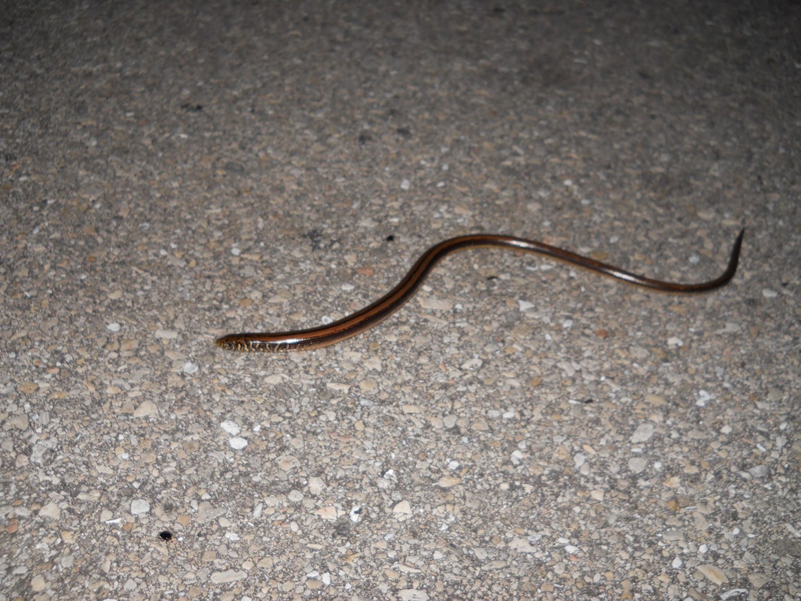 glass lizard
