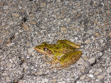 leopard frog