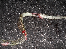 dead garter