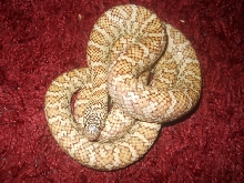 fl1