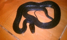 melanistic garter