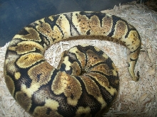 Paradox Pastel