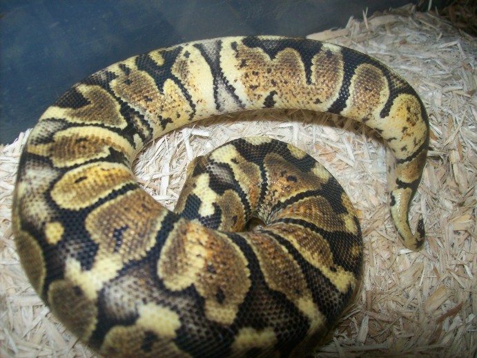 Paradox Pastel