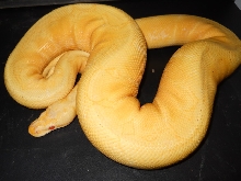 2010 Male Albino Spider