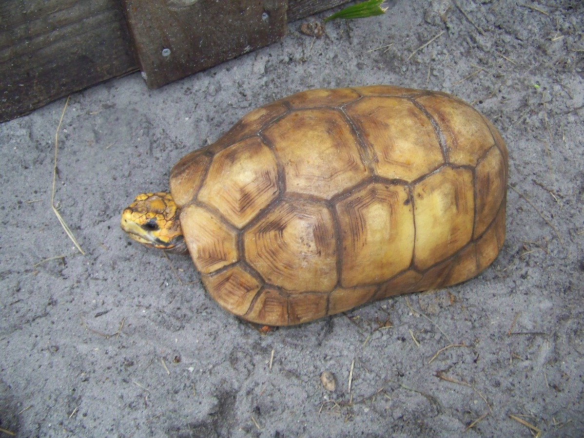 Female Hypo Red Foot